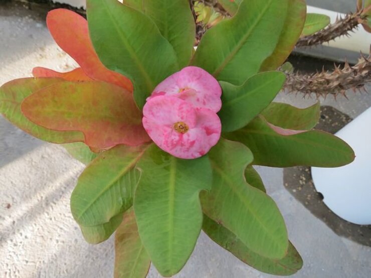 ハナキリン（八福神）