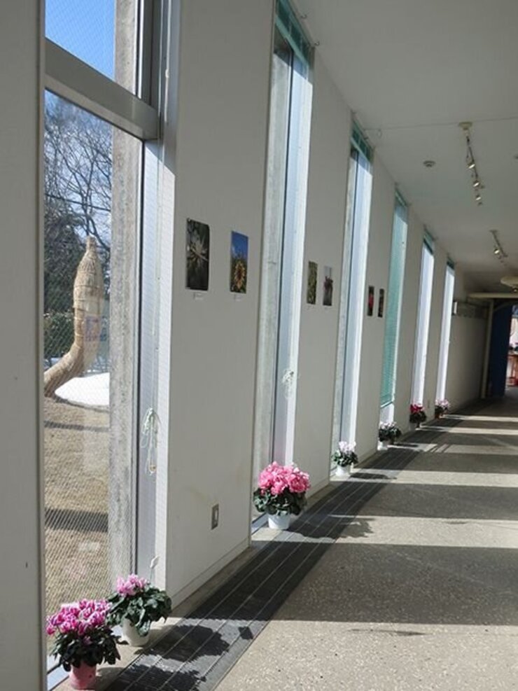 写真展とシクラメンと陽だまりと（温室前通路にて）