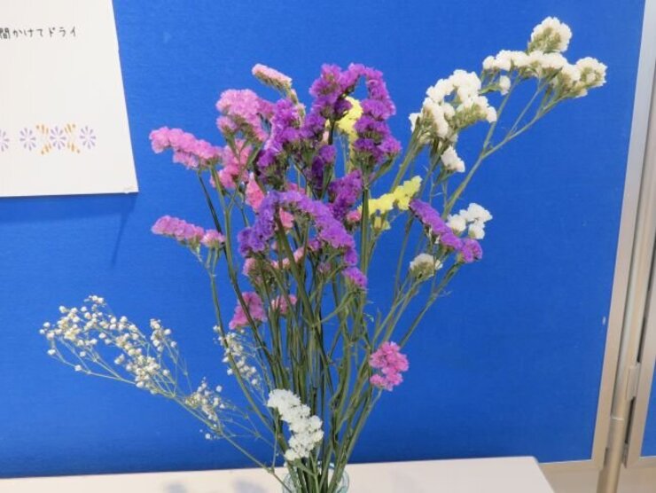 ドライフラワー（スターチス）2階ワークショップ企画展より