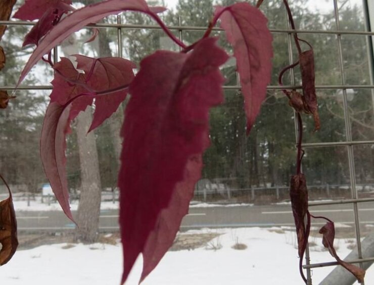 メキシコサワギク（葉）