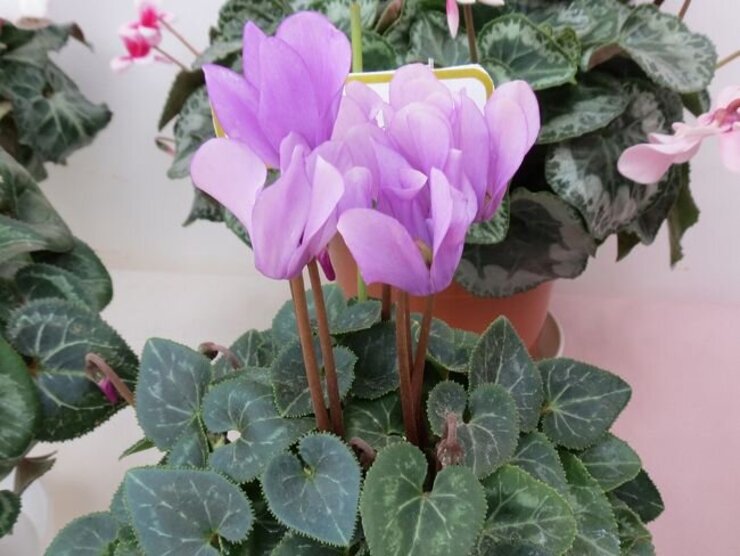 シクラメン（ドラゴンディープブルー）