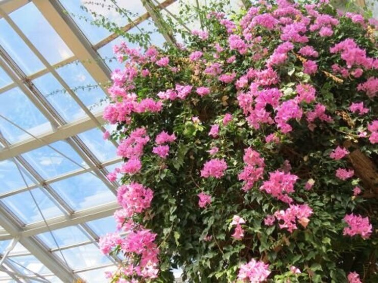 ブーゲンビレア