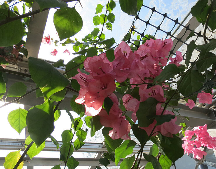 ブーゲンビレア