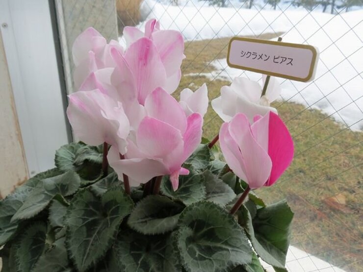 シクラメン（ピアス）温室前通路にて