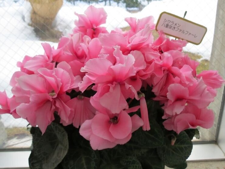 シクラメン（ファルファーレ）温室前通路にて