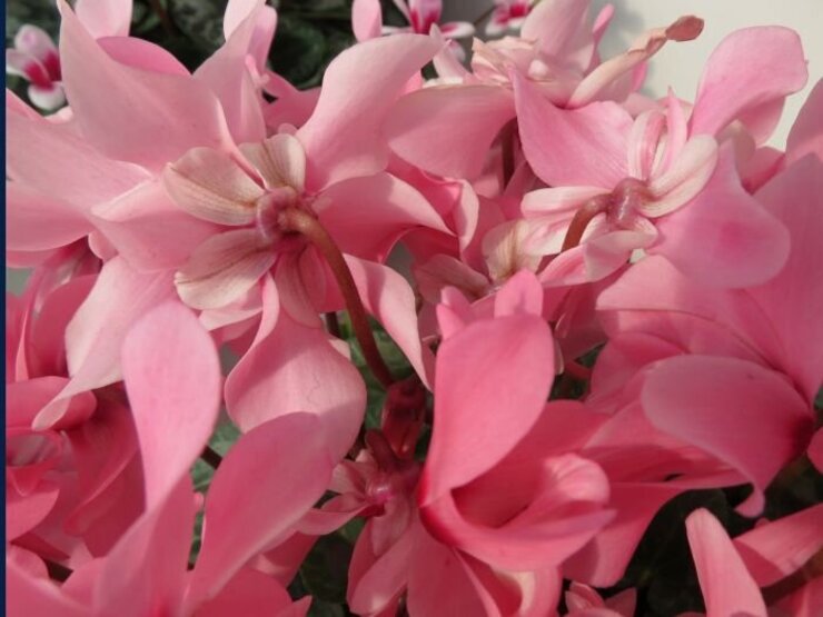 シクラメン（ジックス）