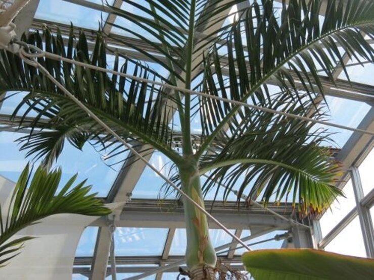 トックリヤシモドキ（もうすぐ開花？）