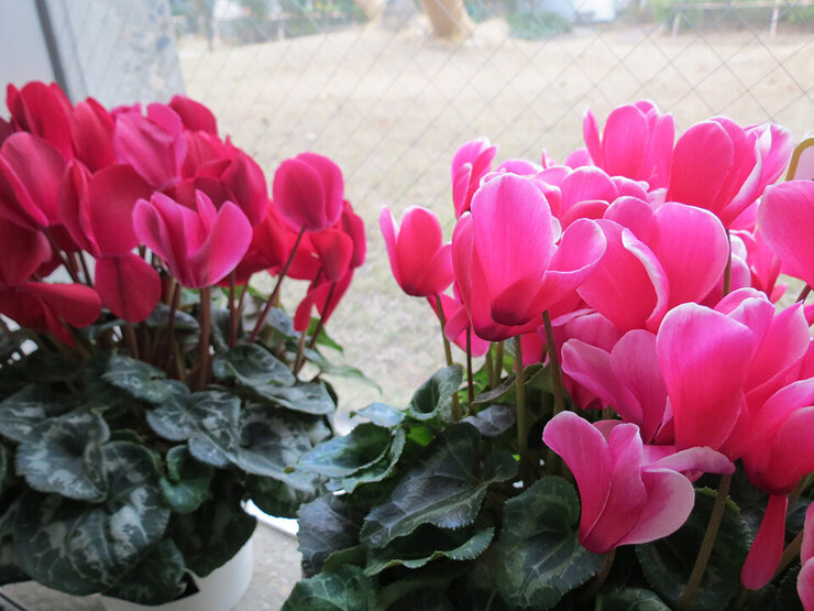 シクラメン（マカロンショコラとファンタジア）～温室前通路にて～