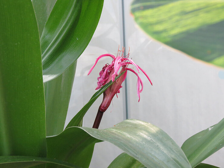 クィーンエマリリー（咲き始め）