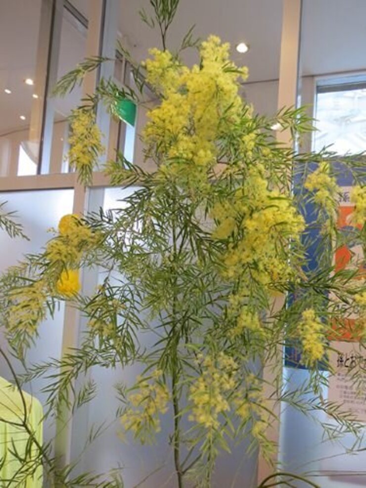 アカシア・フィンブリアータ～エントランスにて～