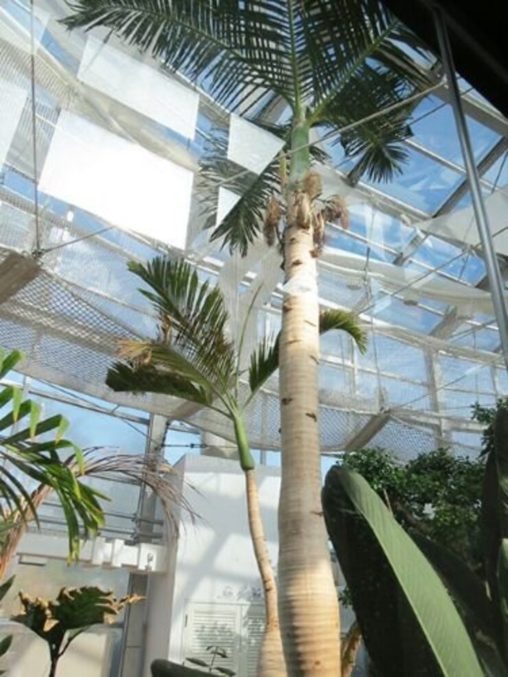 トックリヤシとトックリヤシモドキ