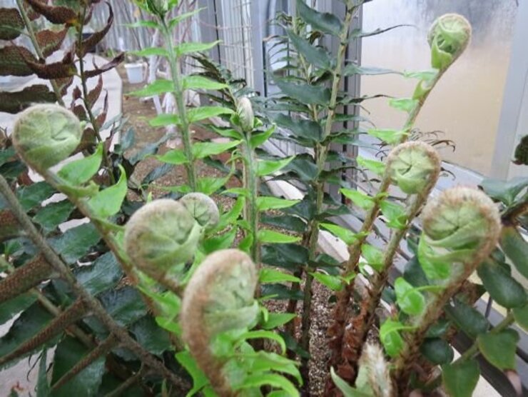 オニヤブソテツ（葉）