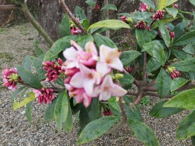 ジンチョウゲ（咲き始め）