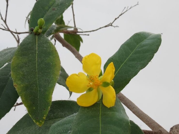 オクナ・セルラタ（ミッキーマウスノキ）