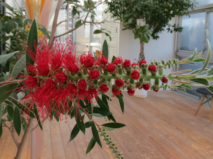 ブラシノキ（咲き始め）