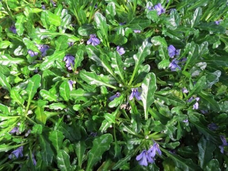 ヒメキランソウ