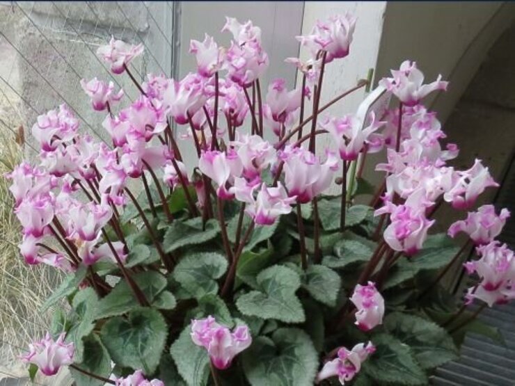 シクラメン（オリガミ）～温室前通路にて～