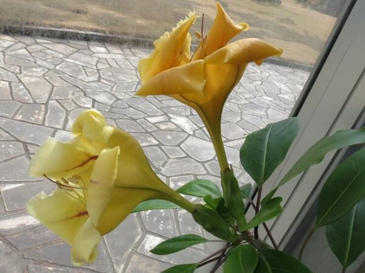 ソランドラ・マキシマ（ウコンラッパバナ）