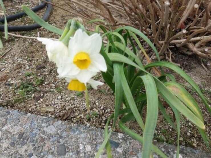 スイセン～駐車場近くにて～