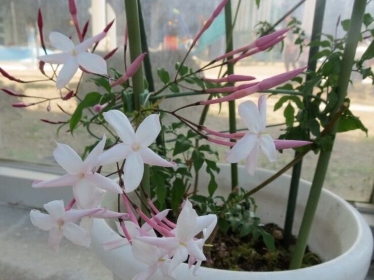 ハゴロモジャスミン（咲き始め）