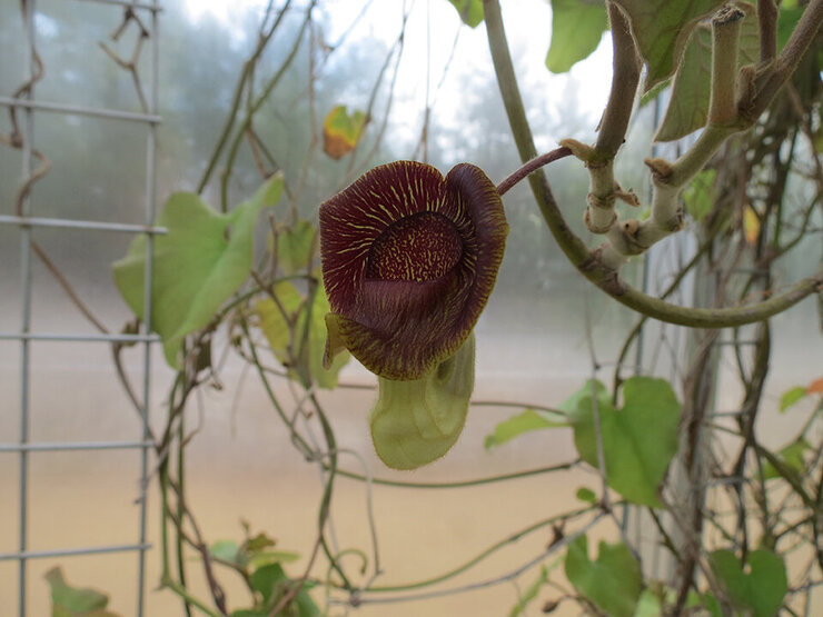 リュウキュウウマノスズクサ