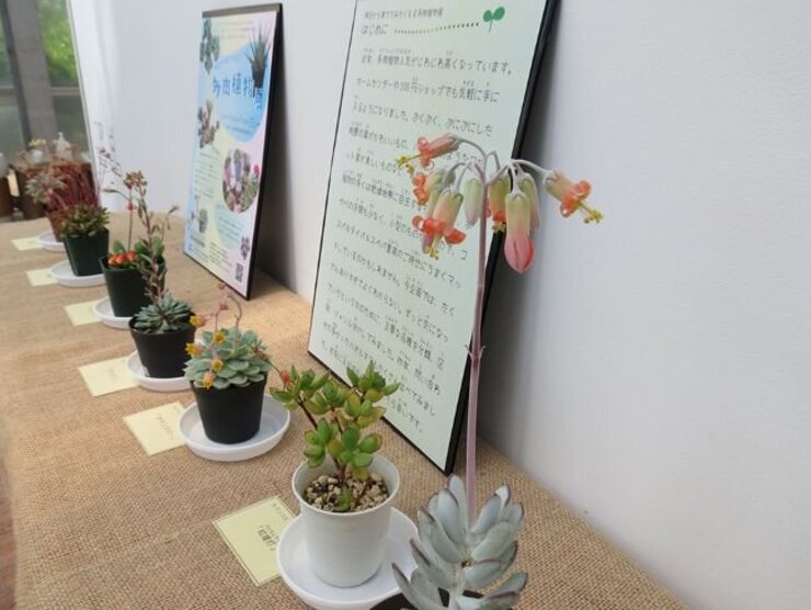 多肉植物の花（企画展～明日から育ててみたくなる多肉植物展～より）