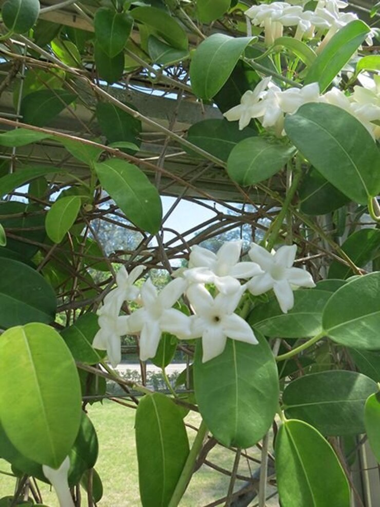 マダガスカルジャスミン