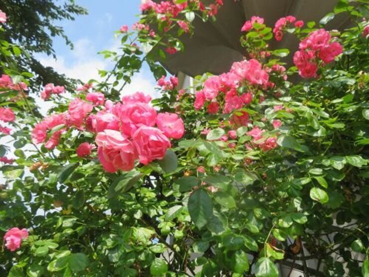 バラ（芝生広場側入口付近にて）