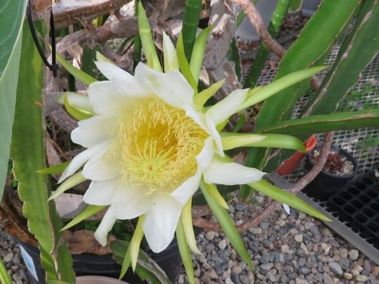 おまけ　ドラゴンフルーツの花（養生温室にて）