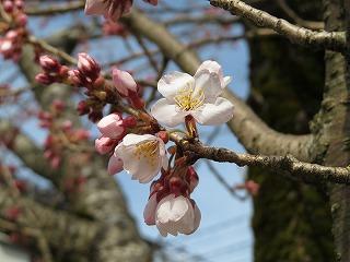 湊川サクラ1.jpg