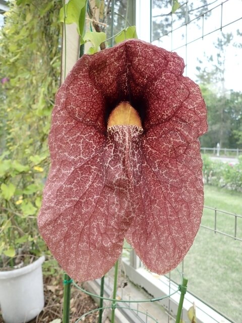 Aristolochia gigantea.JPG