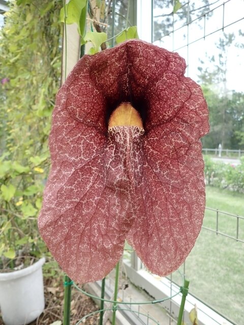 Aristolochia gigantea.JPG