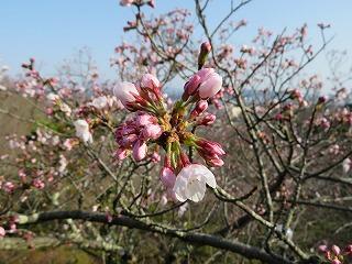 朝日山サクラ (3).jpg