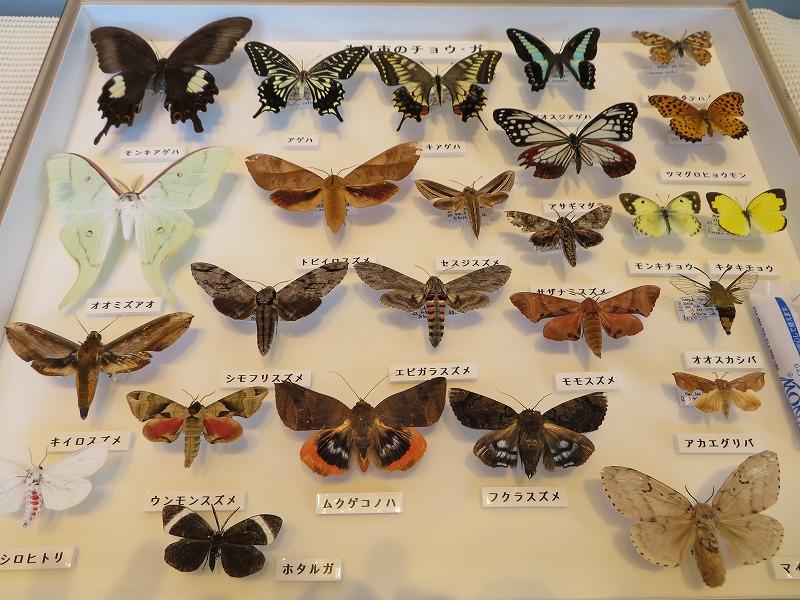 いきもの標本展 スタート お知らせ 氷見海浜植物園 富山県 晴れの日も 雨の日も 雪の日も 遊べる展示庭園