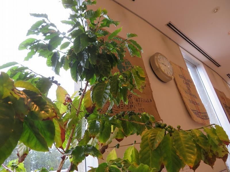 コーヒーノキ に実が付いています お知らせ 氷見海浜植物園 富山県 晴れの日も 雨の日も 雪の日も 遊べる展示庭園