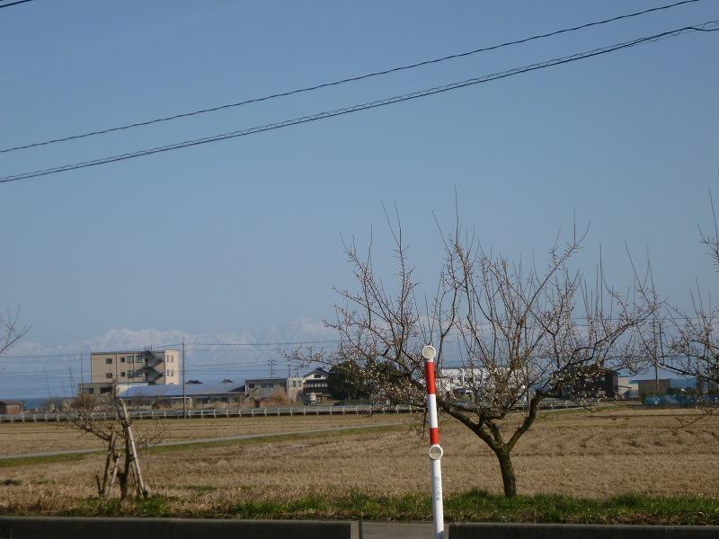 稲積梅5.jpg