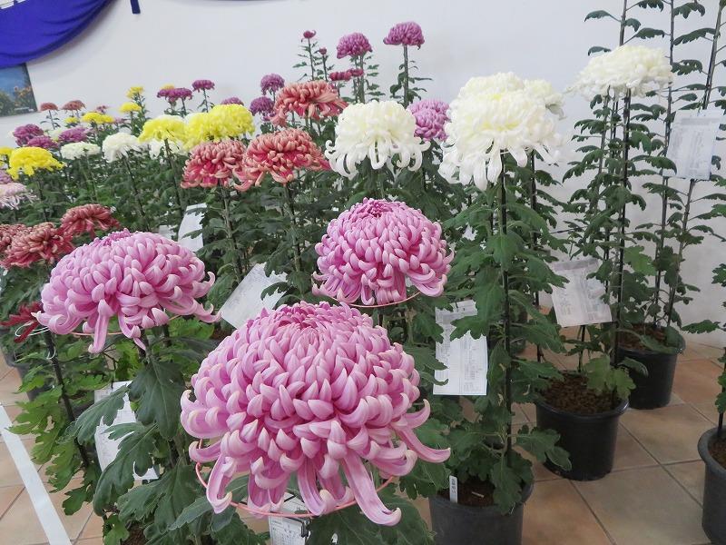 菊花大会２.jpg